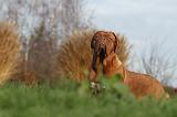 DOGUE DE BORDEAUX 204